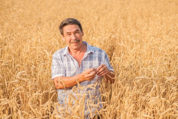 Farmář stojící na pšeničném poli — Stock fotografie