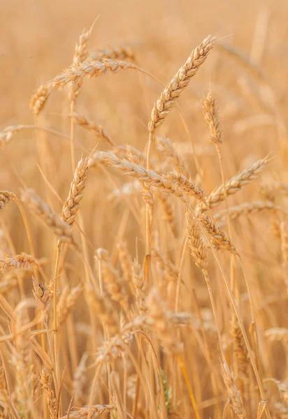 Espigas de oro de trigo bajo el cielo — Foto de Stock