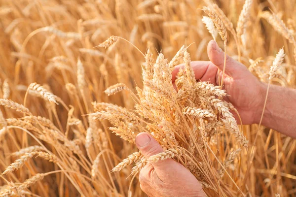 Ripe golden wheat ears in her hand — Stock Photo, Image