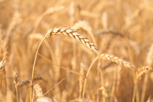 Spighe d'oro di grano sotto il cielo — Foto Stock