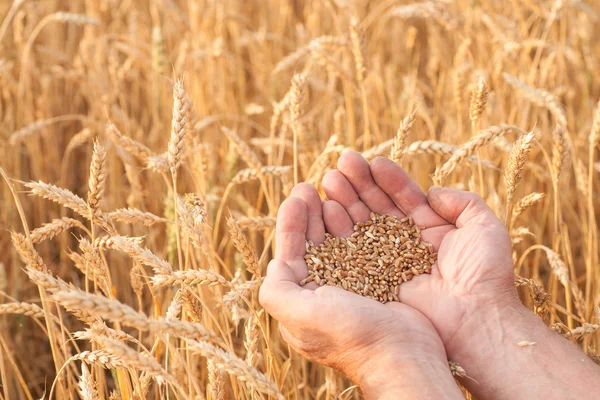 Ripe golden wheat ears in her hand — Stock Photo, Image