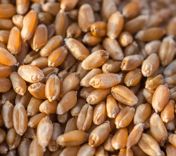 Ripe golden wheat ears in her hand — Stock Photo, Image