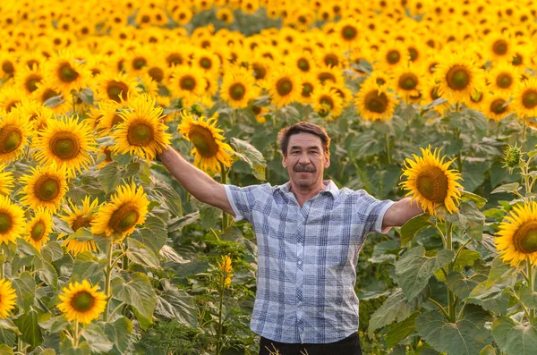 Farmář pohledu na slunečnice — Stock fotografie