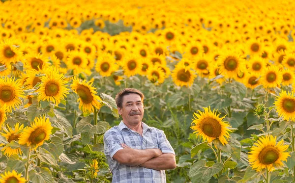 Farmář pohledu na slunečnice — Stock fotografie