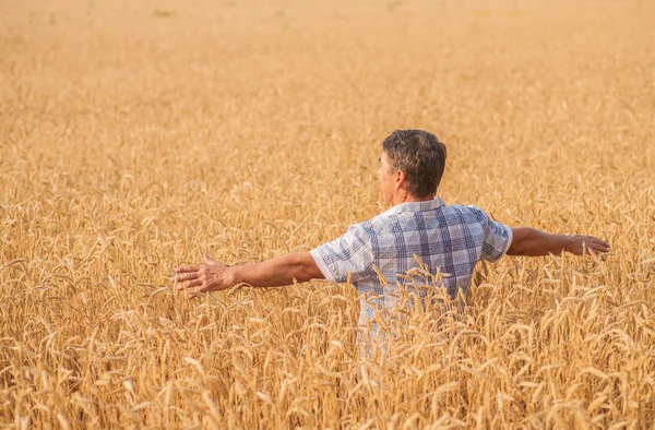 Agricultor de pie en un campo de trigo —  Fotos de Stock