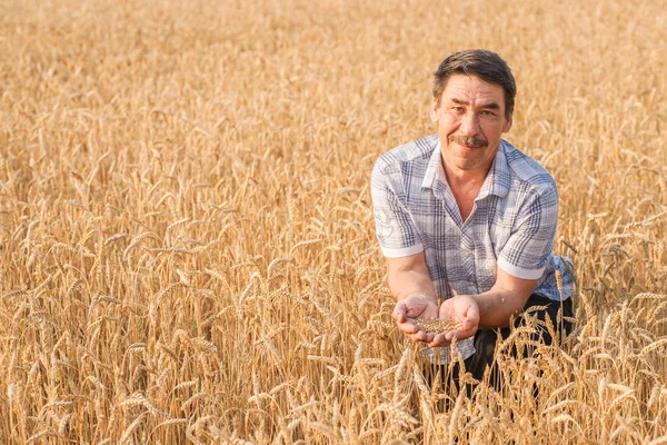 Фермер, стоящий на пшеничном поле — стоковое фото