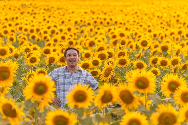 Boer kijken naar zonnebloem — Stockfoto