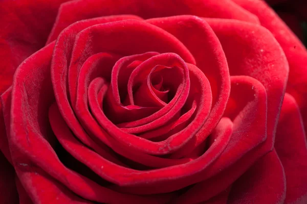 Belle rose rouge de gros plan — Photo