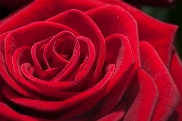 美しい赤い薔薇の閉じる — ストック写真