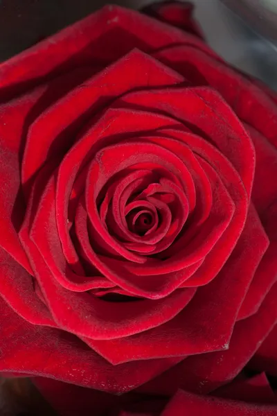 美しい赤い薔薇の閉じる — ストック写真
