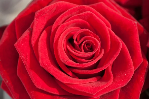 Bella rosa rossa di primo piano — Foto Stock