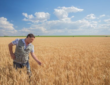 Bir buğday tarlasında duran çiftçi