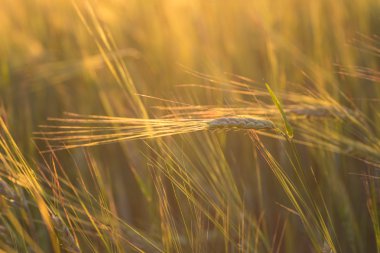 Buğday tarlasını kapatın.