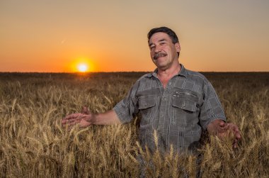 Bir buğday tarlasında duran çiftçi