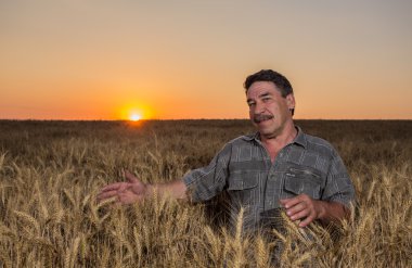 Bir buğday tarlasında duran çiftçi