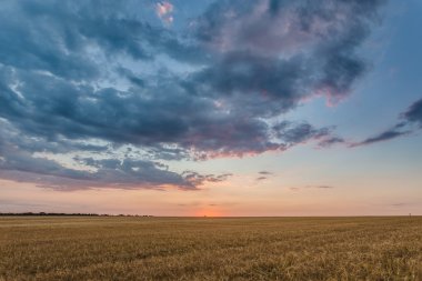 Gün batımında buğday tarlası