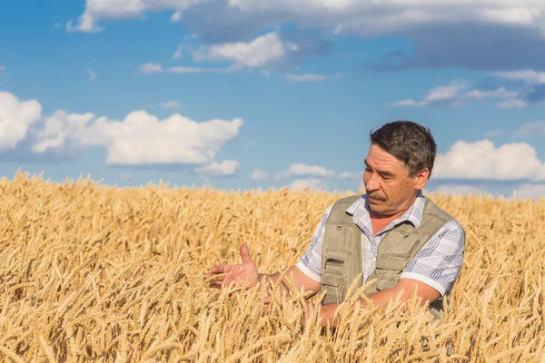 Agricoltore in piedi in un campo di grano — Foto Stock