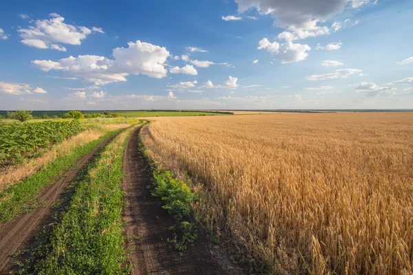 Літній пейзаж з пшеничним полем — стокове фото