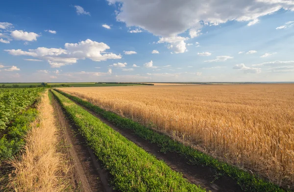 Літній пейзаж з пшеничним полем — стокове фото