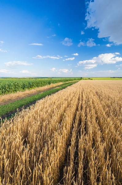 Zomerlandschap met tarweveld — Stockfoto