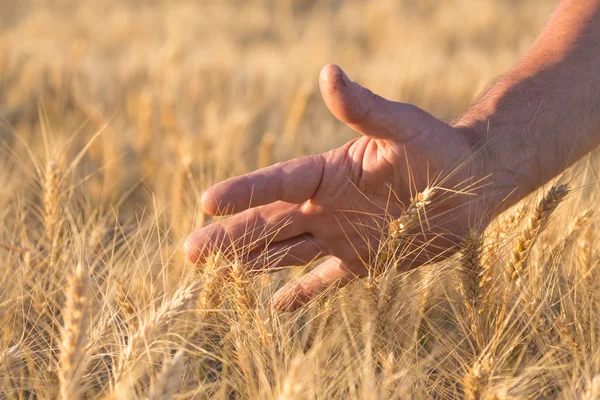 彼女の手で熟した黄金の小麦の穂 — ストック写真