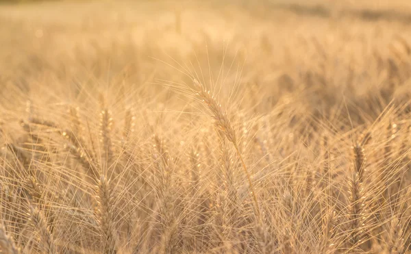 小麦畑の閉鎖 — ストック写真