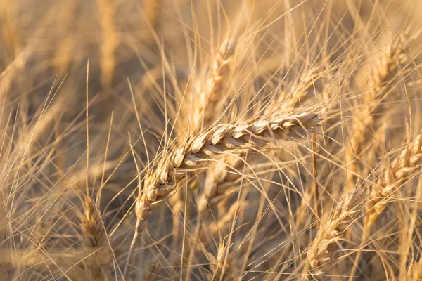 Gros plan d'un champ de blé — Photo
