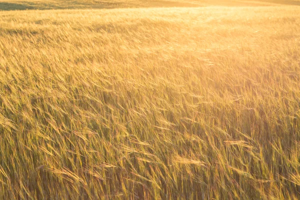 麦畑のある夏の風景 — ストック写真