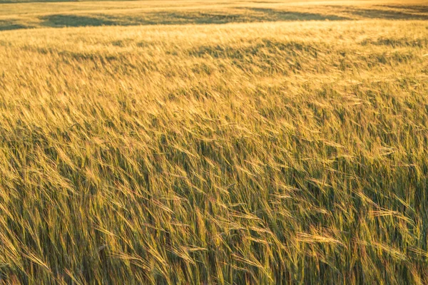 Sommarlandskap med vetefält — Stockfoto