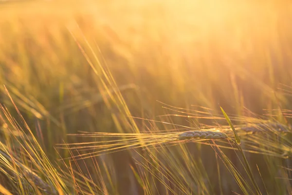 Fechar de um campo de trigo — Fotografia de Stock