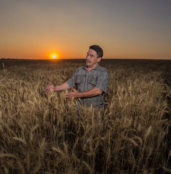 Petani berdiri di ladang gandum — Stok Foto