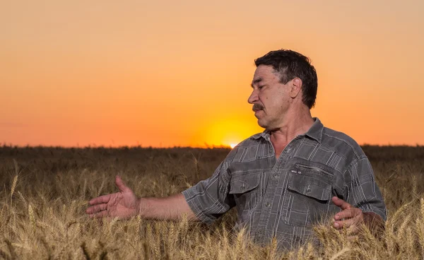 Farmář stojící na pšeničném poli — Stock fotografie