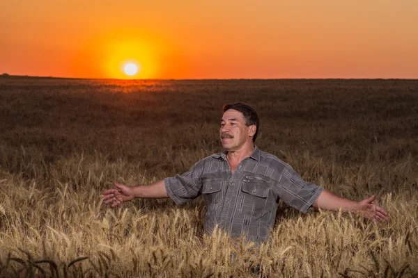 Farmář stojící na pšeničném poli — Stock fotografie