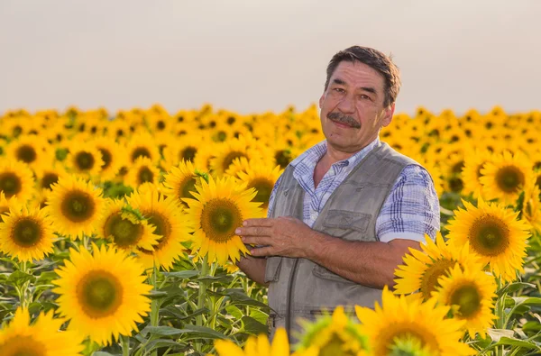 Farmer looking at sunflower — Stock Photo, Image