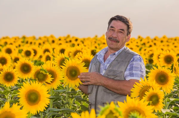 Farmář pohledu na slunečnice — Stock fotografie