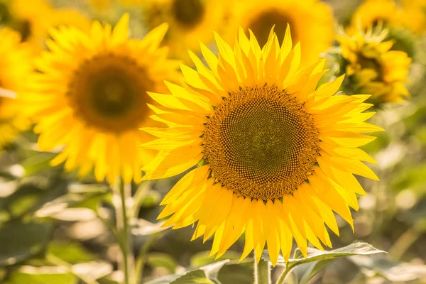 Girasoles —  Fotos de Stock