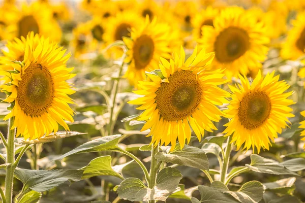 Zonnebloemen — Stockfoto