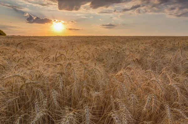 Campo de trigo al atardecer —  Fotos de Stock