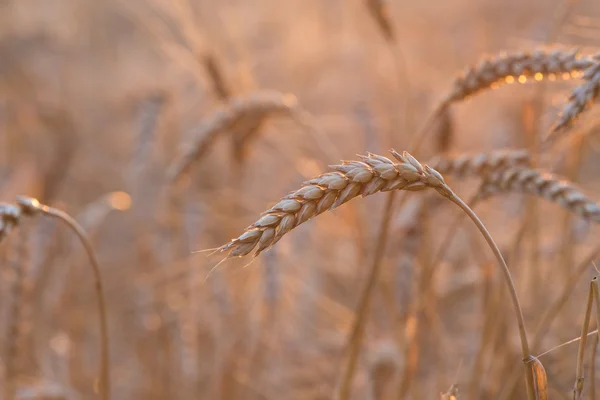 Sluiten van een tarweveld — Stockfoto