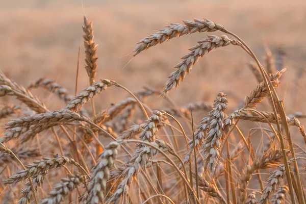 Fechar de um campo de trigo — Fotografia de Stock