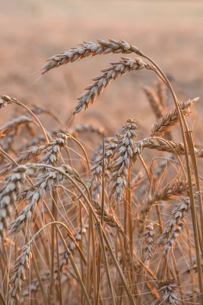 Крупный план пшеничного поля — стоковое фото