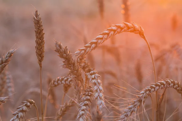 Close up of a wheat field — Stock Photo, Image