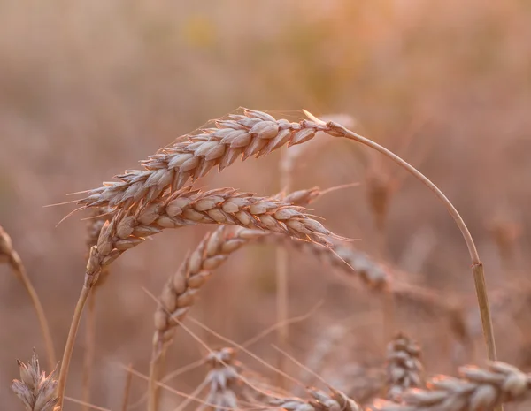 Buğday tarlasını kapatın. — Stok fotoğraf