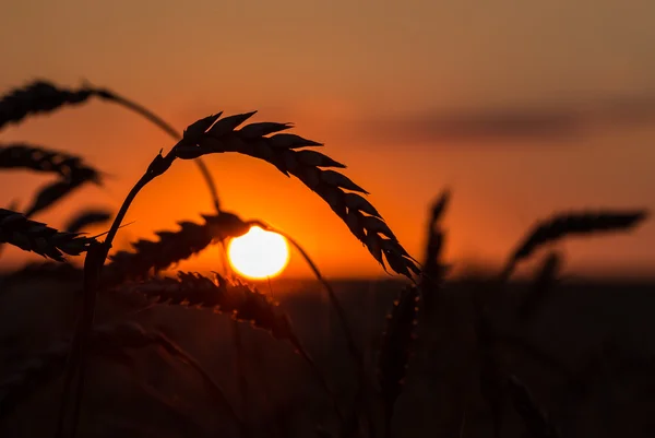 Silhueta de grama contra o pôr do sol — Fotografia de Stock