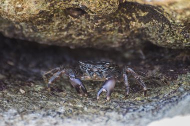 kıllı bacak dağ Yengeç