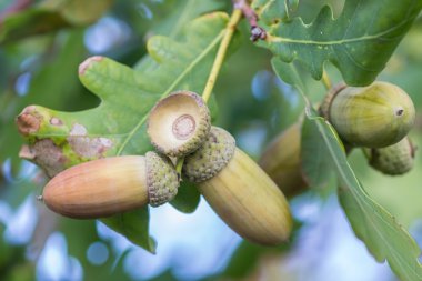 sonbaharda olgunlaşmış bir meşe ağacının meyvesi