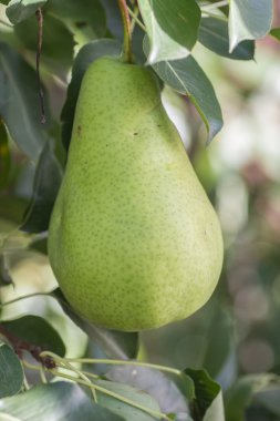 Şube detayları ile birçok armut