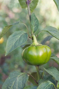 Kırmızı ve yeşil biber büyüyen