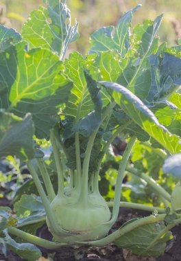 lahana, yeşil sebze Olgun