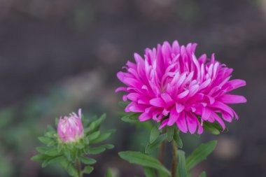 aster mor çiçekler